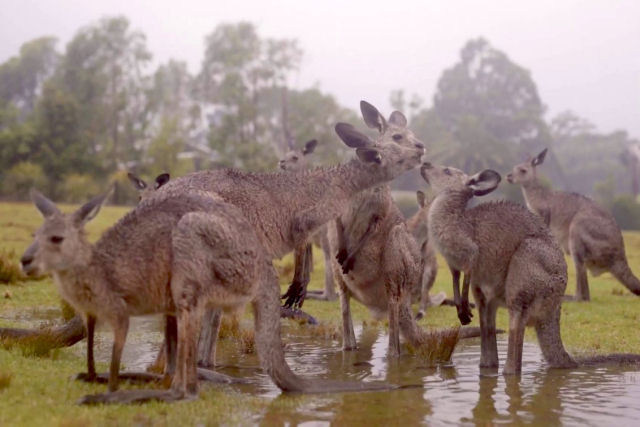 Animais australianos do as boas-vindas ao alvio das chuvas