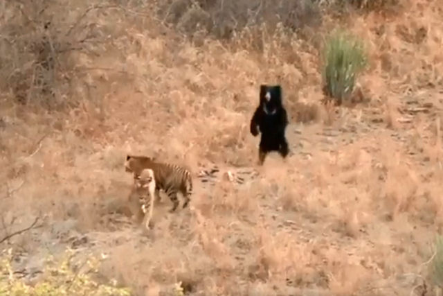 Urso-beiudo indiano bota dois tigres para correr em um parque nacional