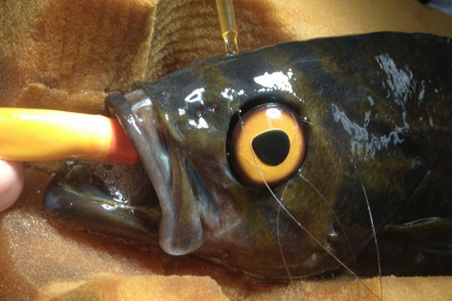 Um peixe ciclope do Aqurio de Vancouver ganhou um olho prottico para que outros peixes deixassem de intimid-lo