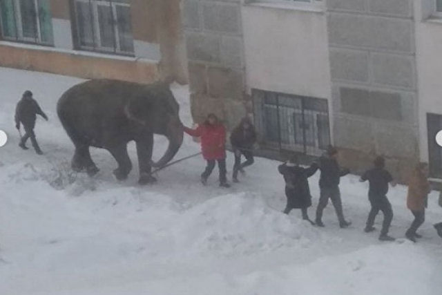 Elefanta escapa para se banhar na neve, na Rssia