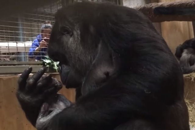 Me gorila de primeira viagem no consegue parar de banhar o recm-nascido com beijos