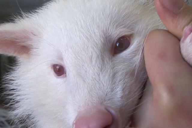 Este guaxinim albino foi abandonado pelos pais devido a sua pelagem branca