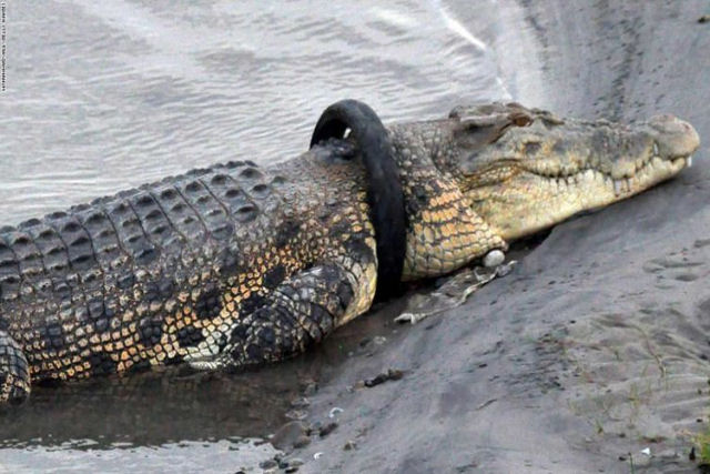 Voc pode receber uma recompensa se remover um pneu preso na cabea de um crocodilo na Indonsia