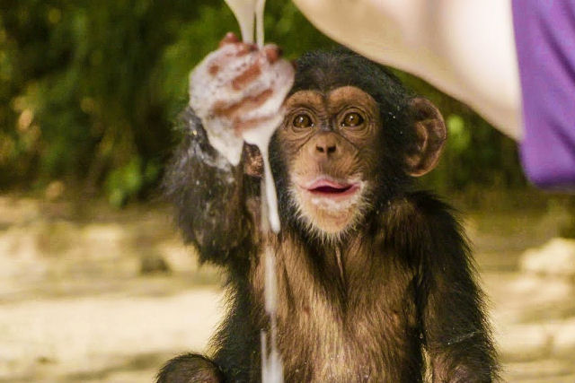 Filhotes de chimpanzs rfos brincam alegremente com bolhas em uma banheira