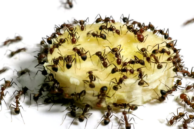 57 horas de formigas devorando uma fatia de banana resumidas em um time-lapse de 3 minutos