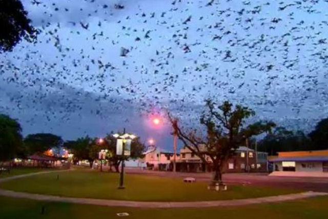 Cidade australiana luta para lidar com a invaso de morcegos de propores bblicas