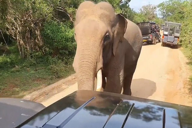Um elefante indiano para um carro com turistas para pegar sua comida