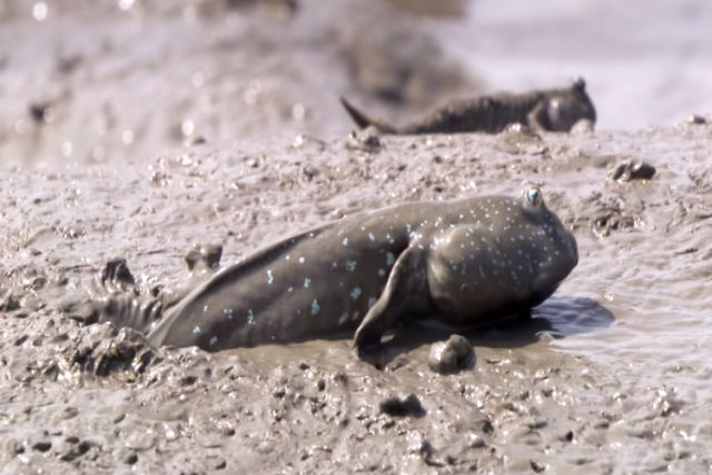 O incrvel saltador-do-lodo, o peixe que vive fora d'gua