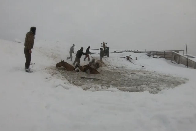 Fazendeiros russos resgatam um plantel de cavalos de um lago congelado com um trator