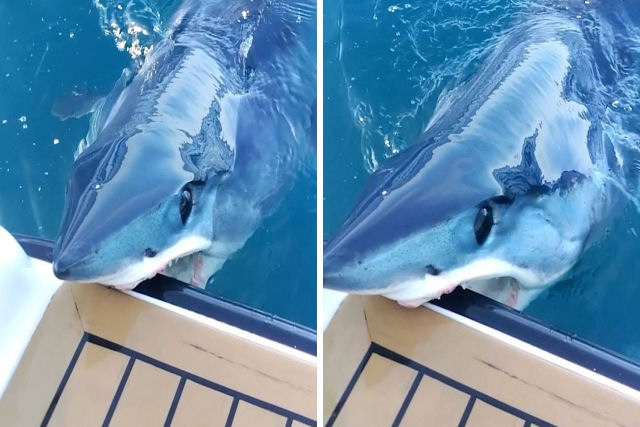 O tubaro mais rpido do oceano ataca um barco de luxo e deixa a marca de seus dentes
