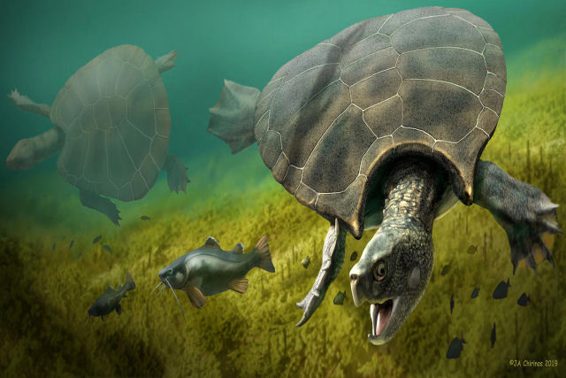Tartaruga extinta gigante pesava mais de 1.100 kg e tinha casca com chifres gigantes