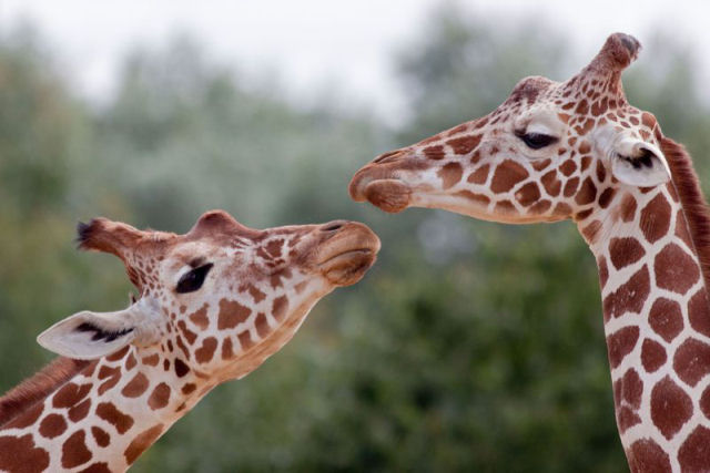 Os machos das girafas podem detectar se a fmea est no cio bebendo sua urina
