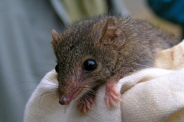 Antechinus, o ratinho australiano que copula até a morte