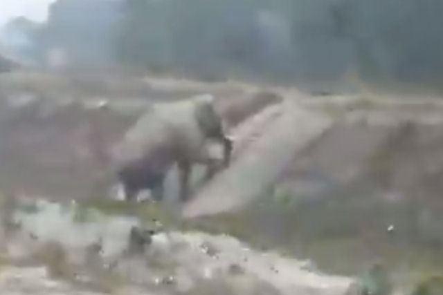 Um elefante surpreende ao usar tranquilamente uma escada de pedestres para subir uma ladeira