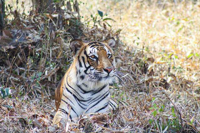 Casal indiano compra terras ao lado de reserva de tigres e deixa a natureza assumir o controle