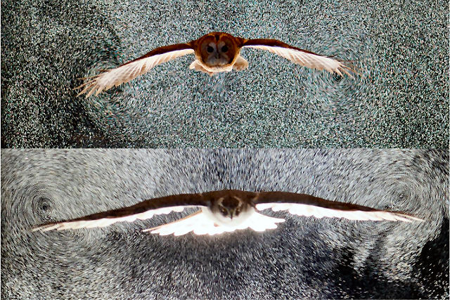 O majestoso voo de uma coruja esconde o segredo para desenhar melhores avies