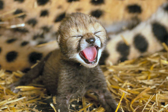 Os primeiros filhotes de guepardo nascidos atravs de barriga de aluguel em um zoolgico americano