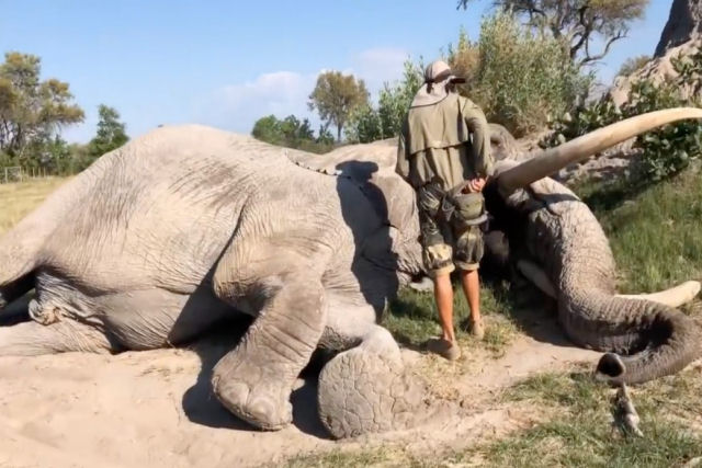 Elefante se deita para que seu amigo humano trate seus olhos