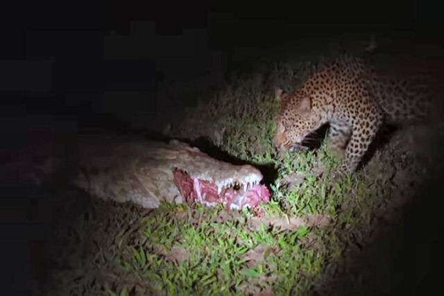 Ousado leopardo rouba comida das mandbulas de um crocodilo
