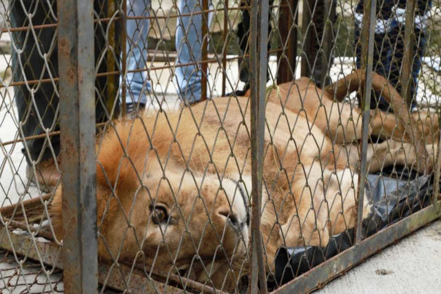 Resgatam na Colmbia um leo to judiado que nem sequer conseguia ficar de p