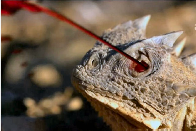 Este lagarto esguicha sangue pelos olhos para manter os predadores afastados