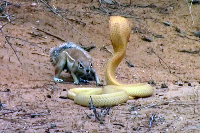 Valente esquilo enfrenta uma cobra enorme para proteger suas crias (e ganha a batalha)