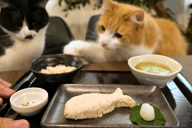 Hbil chef prepara uma bela refeio tradicional japonesa para seus gatos