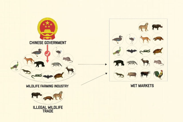 Como o tratamento dispensado aos animais em um mercado de Wuhan levou à disseminação do coronavírus