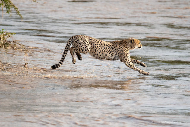 Fotgrafos testemunham 5 guepardos atravessando um rio infestado de crocodilos