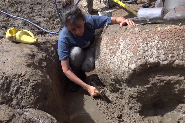 Um boiadeiro descobre os fsseis de quatro gigantescos tatus do Pleistoceno na Argentina