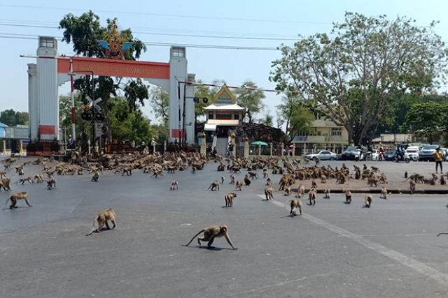 Centenas de macacos causam caos nas ruas da Tailndia brigando por comida