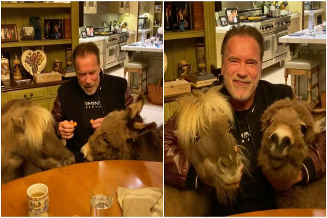 Arnold Schwarzenegger grava mensagem adorável com seus animais de estimação sobre ficar em casa