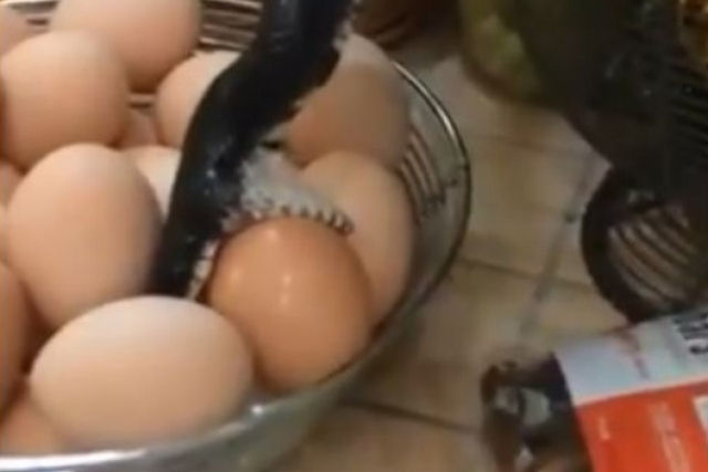 Uma enorme cobra apareceu em uma cozinha na Carolina do Norte e engoliu um ovo de uma cesta