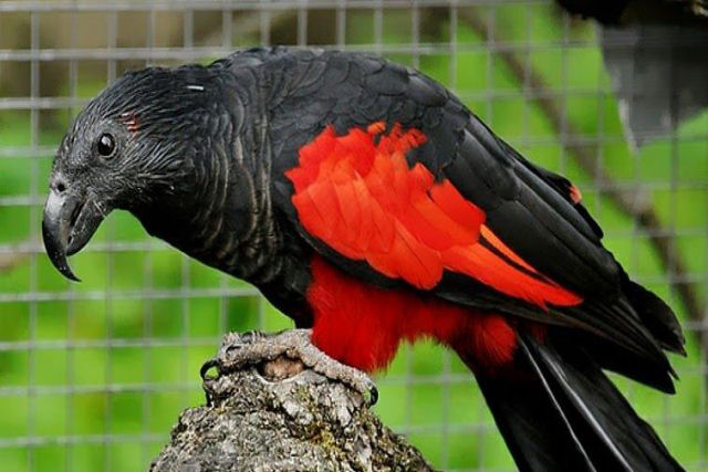 Os papagaios-de-Drcula devem ser as aves mais gticas da Terra