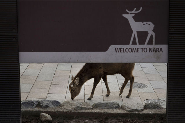 Pouco a pouco, os cervos de Nara, no Japão, vão tomando as ruas ante o isolamento pelo coronavírus
