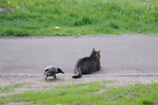 Gralha assedia um gato ininterruptamente no parque