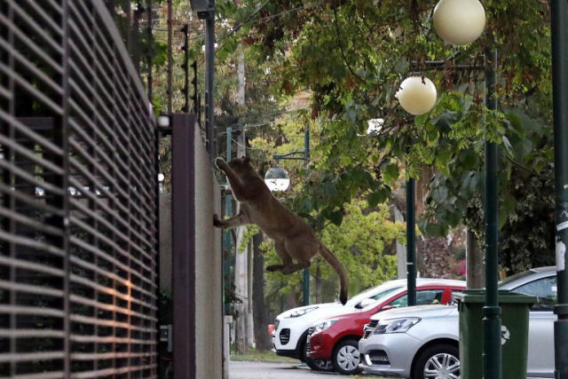 Um puma silvestre perambula pelas ruas de Santiago do Chile em plena quarentena pelo coronavírus