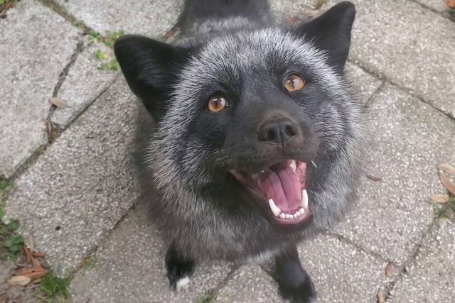 Roxi, a agitada raposa de prata que rouba os brinquedos de suas irms