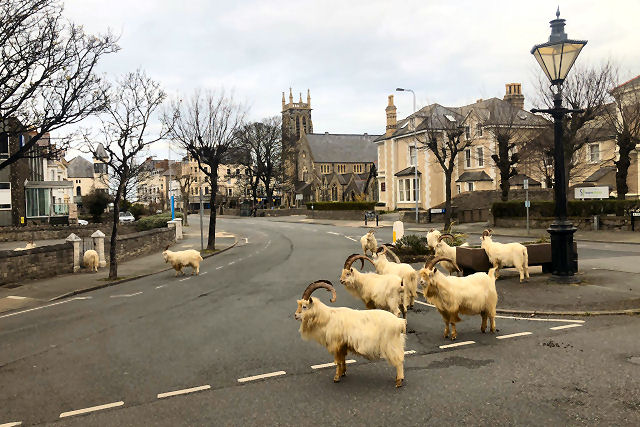 Um rebanho de cabras assumiu o controle de uma cidade no País de Gales durante a quarentena