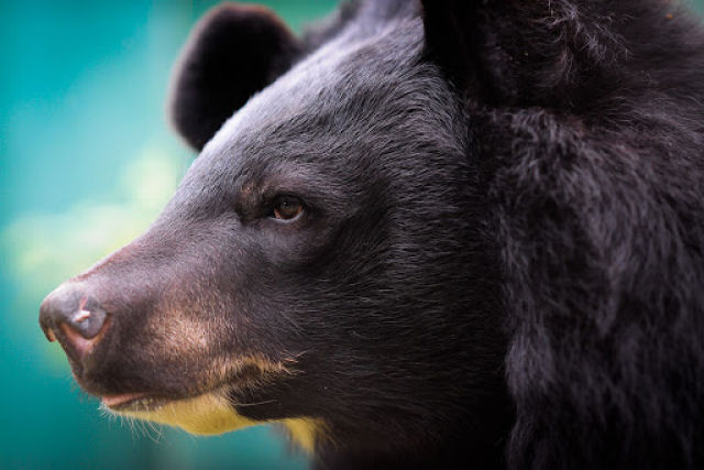China recomenda bilis de urso para tratar a covid-19 e provoca alarme entre os defensores de animais