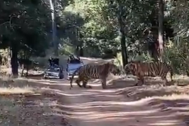 Registram uma briga de dois tigres na Índia