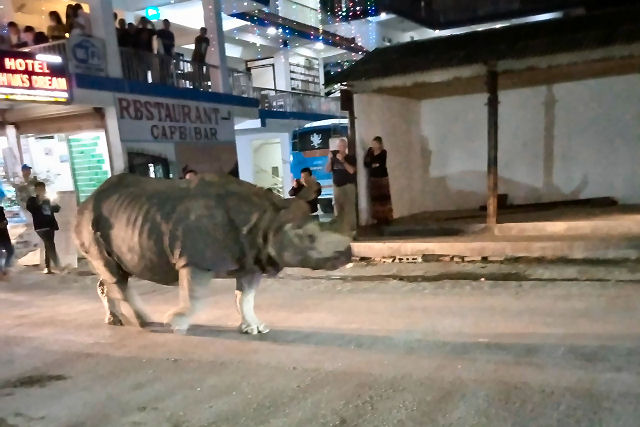 Rinoceronte persegue um homem que infringe o confinamento pelo coronavírus no Nepal