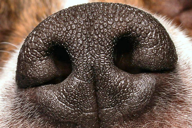 Podem os cães sentir cheiro de pessoas infectadas com coronavírus?