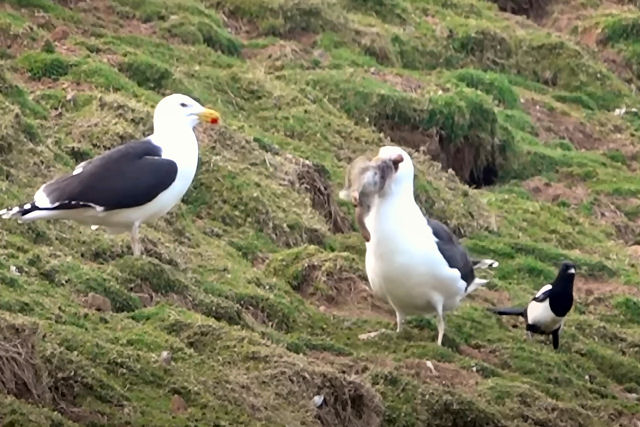 Gravam o momento que uma gaivota engole um coelho vivo