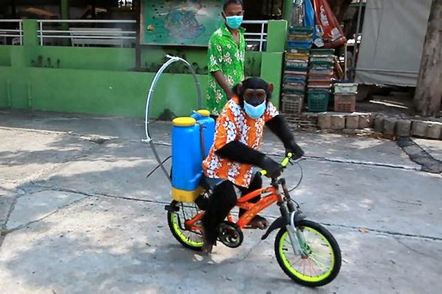 Chimpanz de bicicleta desinfeta a instalao de um zoolgico na Tailndia