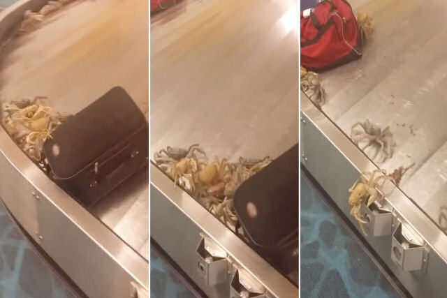 Alguém levou uma mala cheia de caranguejos vivos em um avião. E a mala abriu