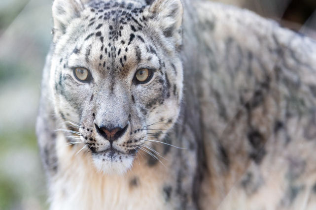 Conseguem gravar o assustador chamado de um leopardo-das-neves