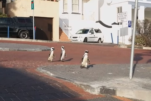 Pinguins se apropriam das ruas vazias na África do Sul
