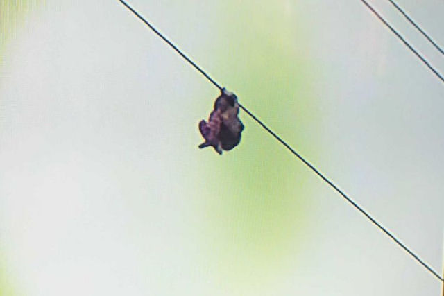 Uma menina indonsia ficou dependurada em um cabo eltrico a 15 metros do cho