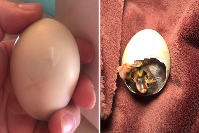 Americana choca um ovo de pato carregando-o no suti por 35 dias